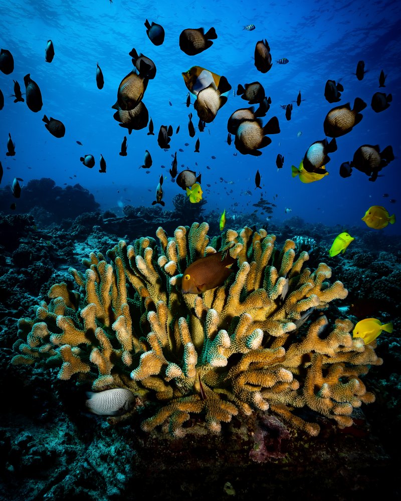 Fish swimming above golden coral
