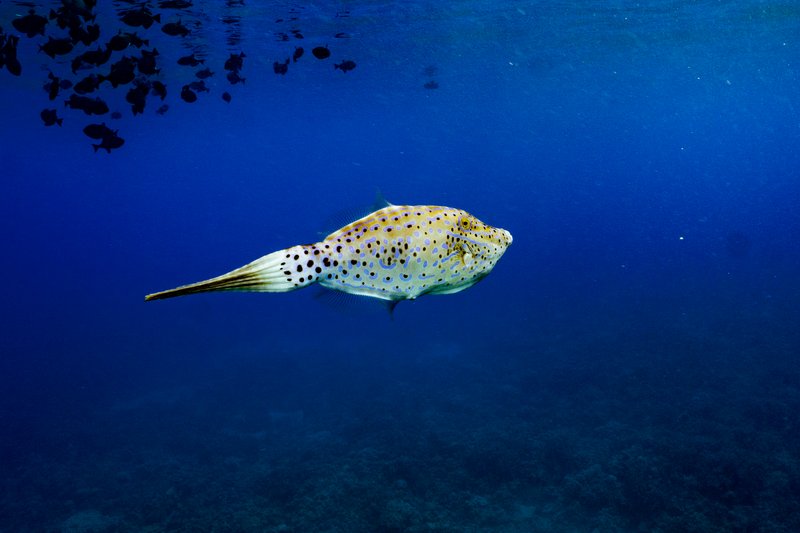 A spotted fish in blue water