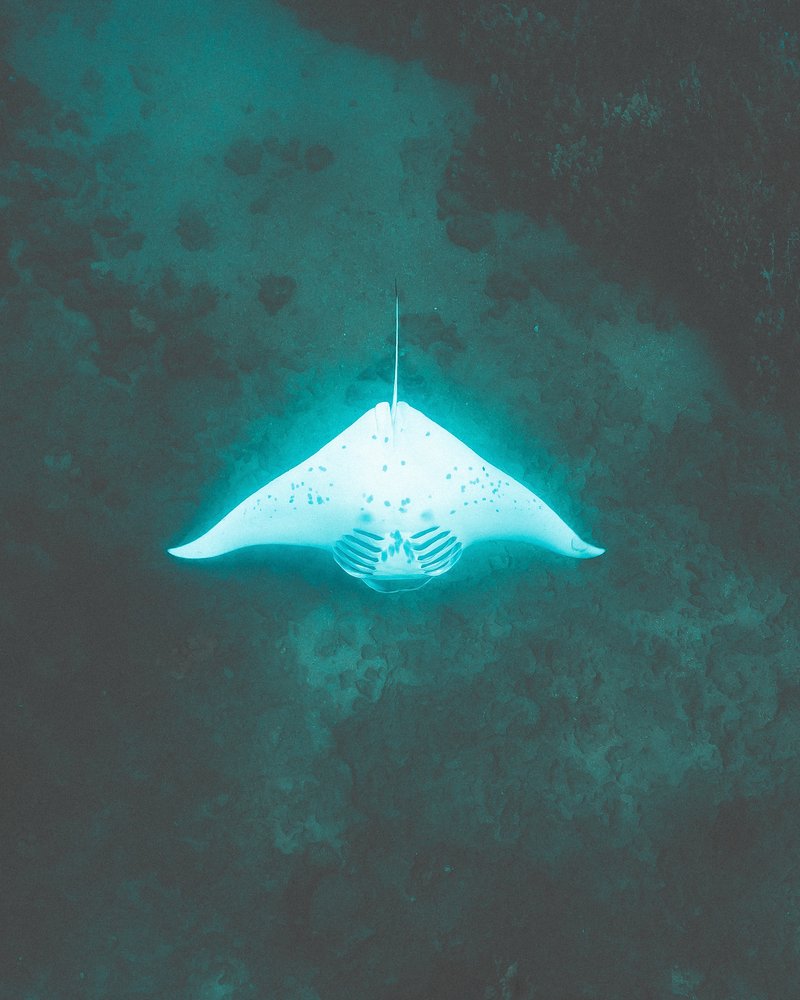A manta ray swimming above the reef