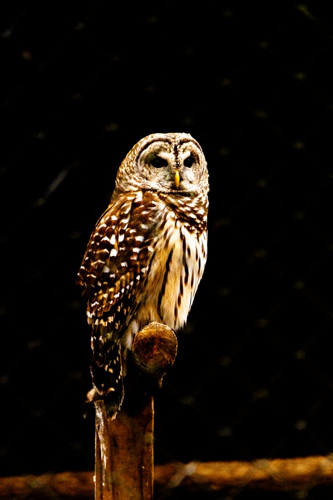 An owl perched on a wooden post