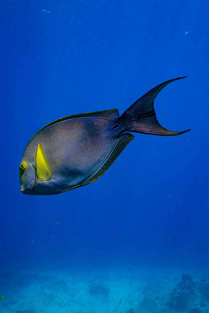 A fish swimming in clear blue water