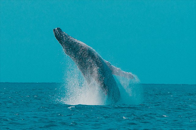 A humpback whale breaching