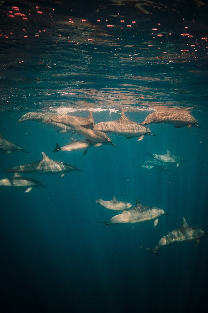 A pod of dolphins underwater