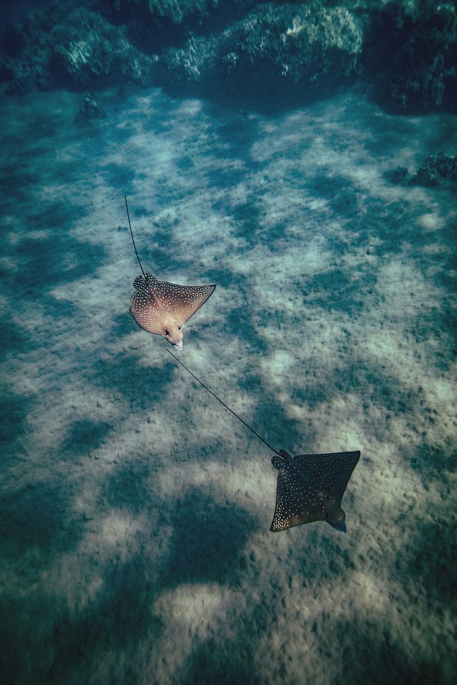 Two spotted rays above the seabed