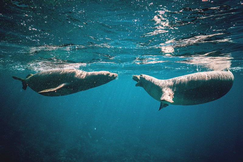 Two seals facing each other