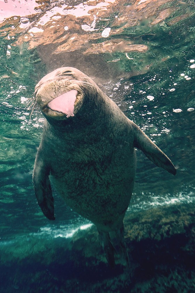 A monk seal with its tongue out