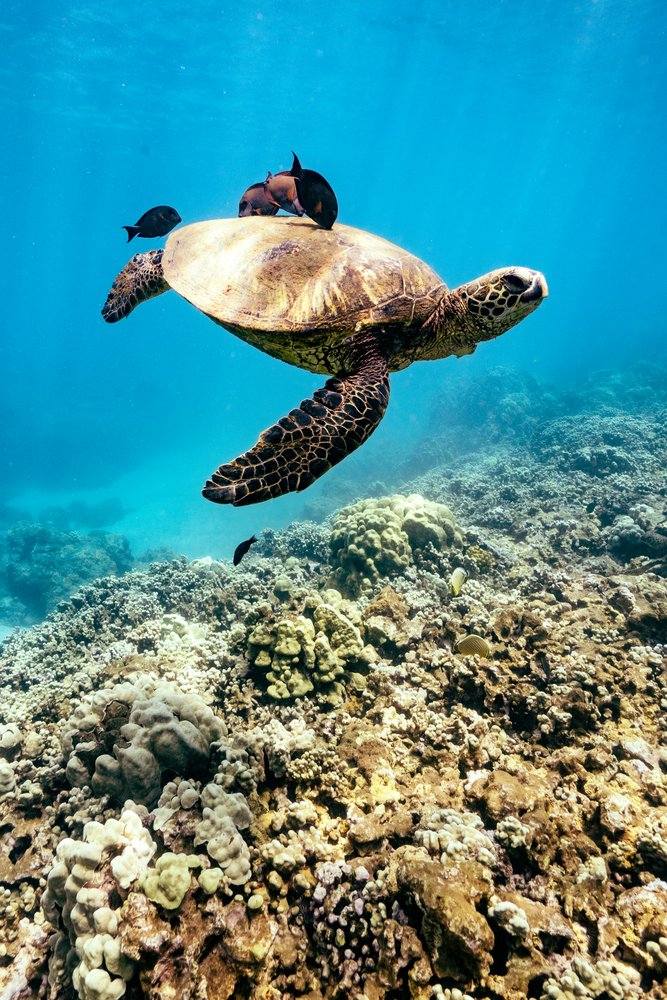 A sea turtle above a coral reef